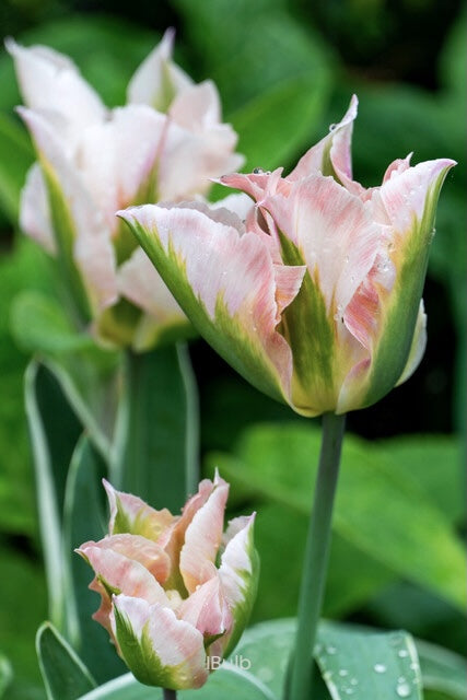 Tulipa 'Groenland' 12/+