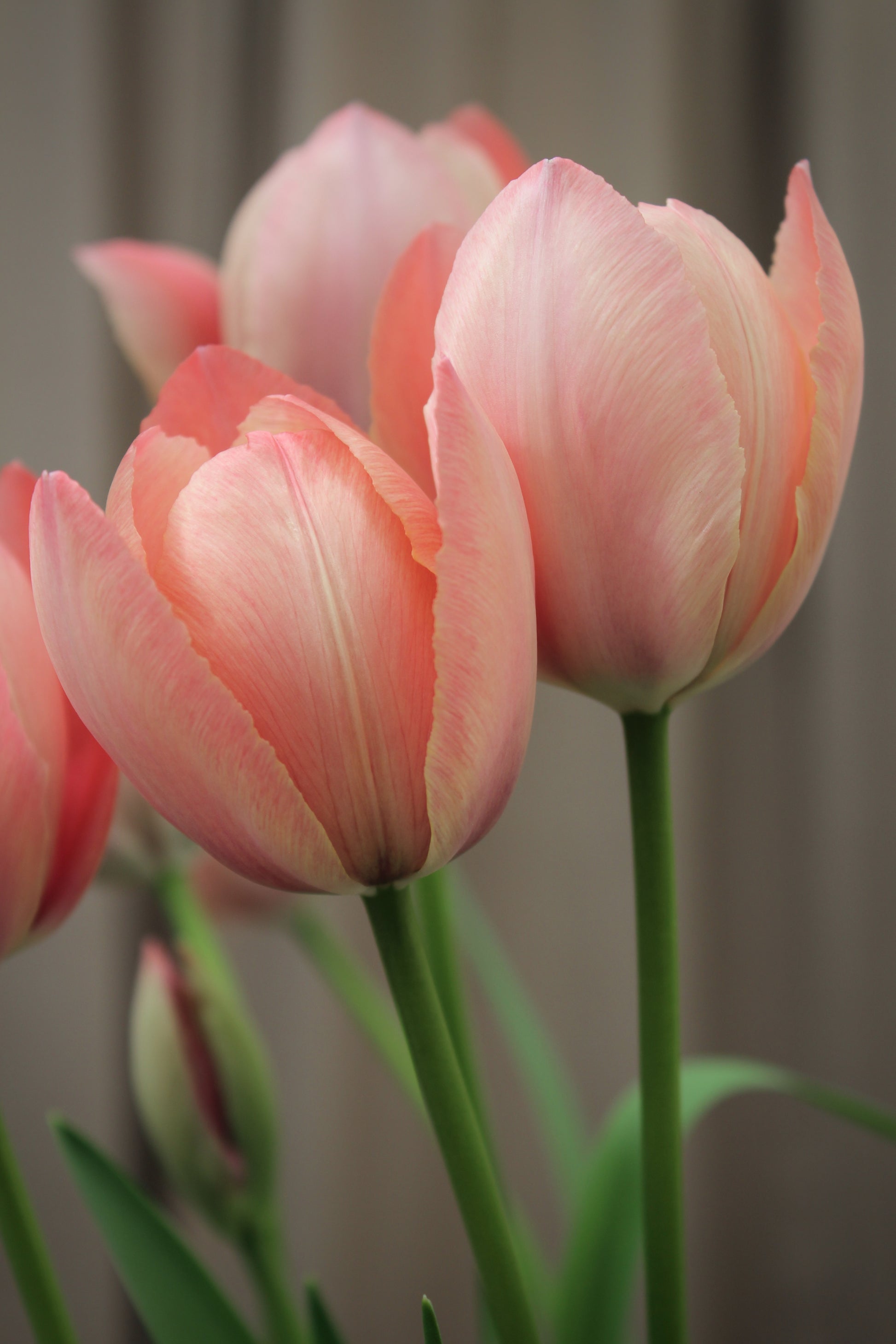 Tulipa 'Salmon Prince' 12/+