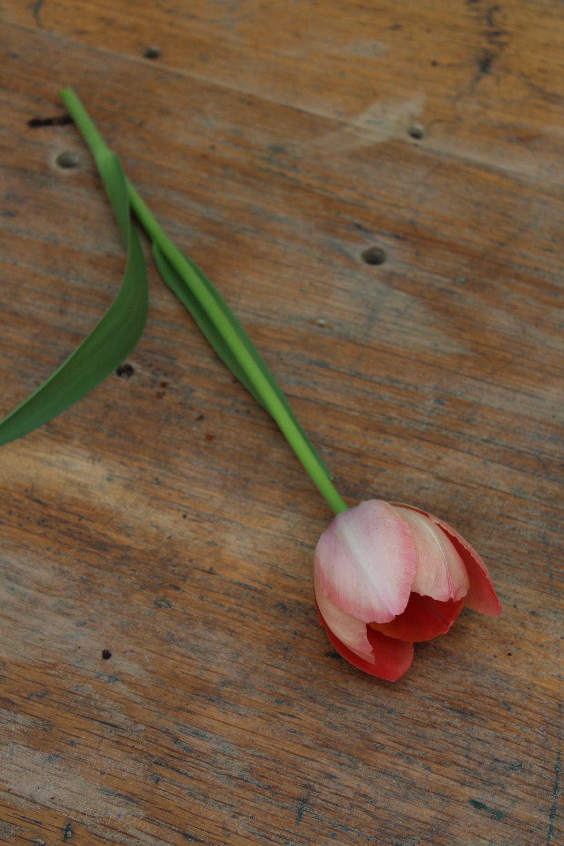 Tulipa 'Salmon Prince' 12/+