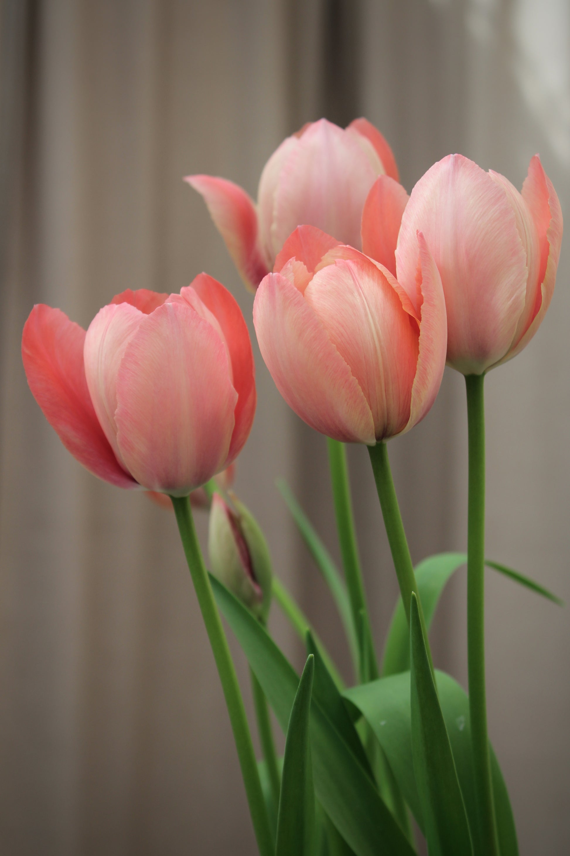 Tulipa 'Salmon Prince' 12/+