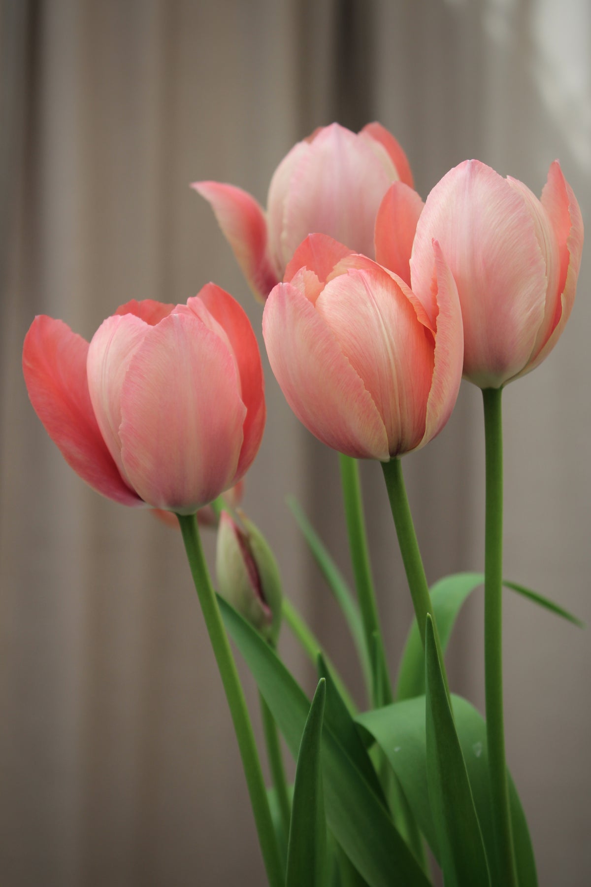 Tulipa 'Salmon Prince' 12/+