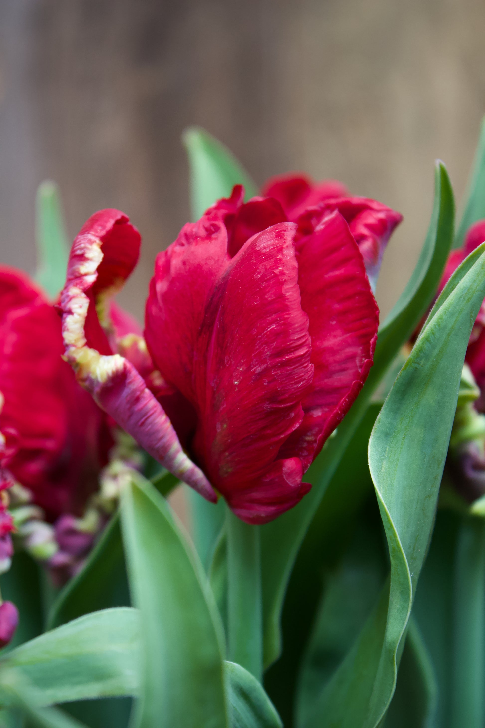 Tulipa 'Seadov Parrot' 11/12