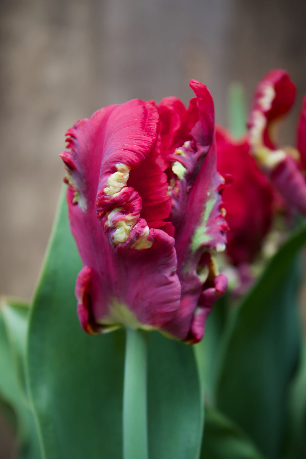Tulipa 'Seadov Parrot' 11/12