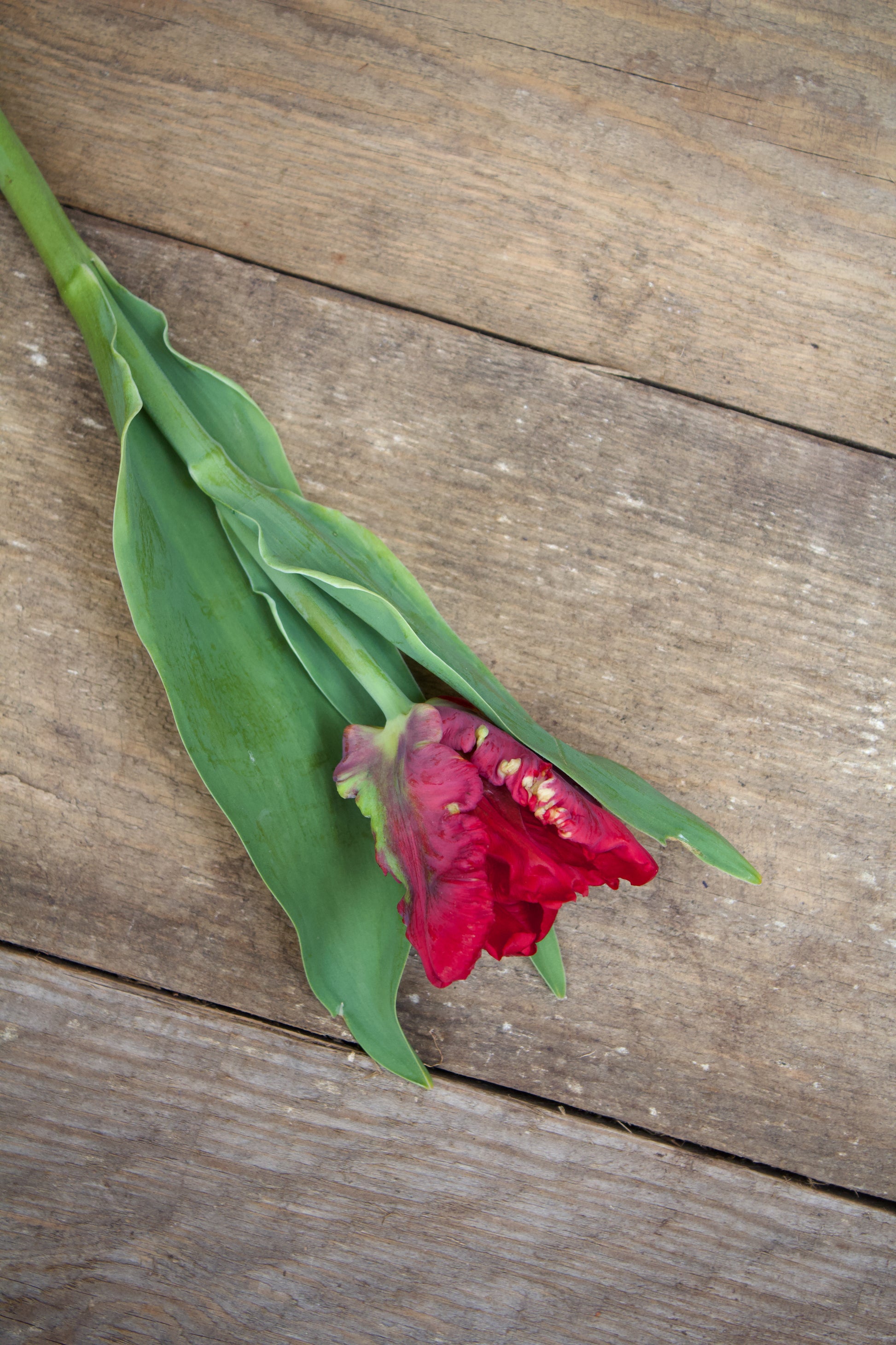 Tulipa 'Seadov Parrot' 11/12