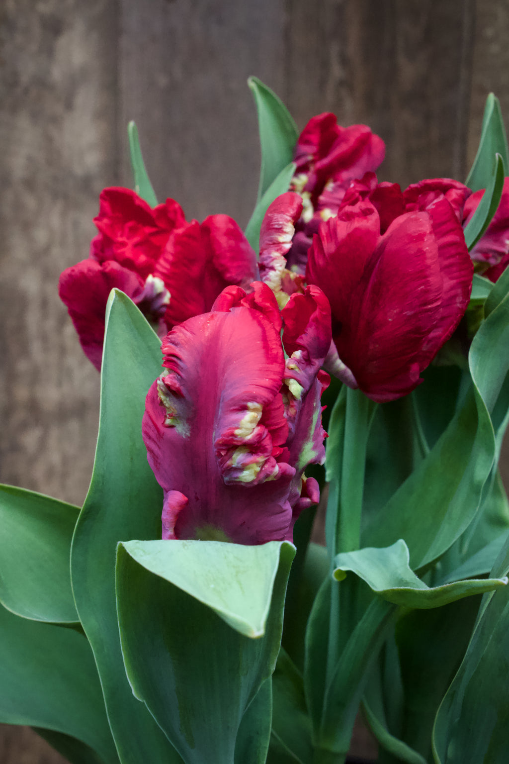 Tulipa 'Seadov Parrot' 11/12