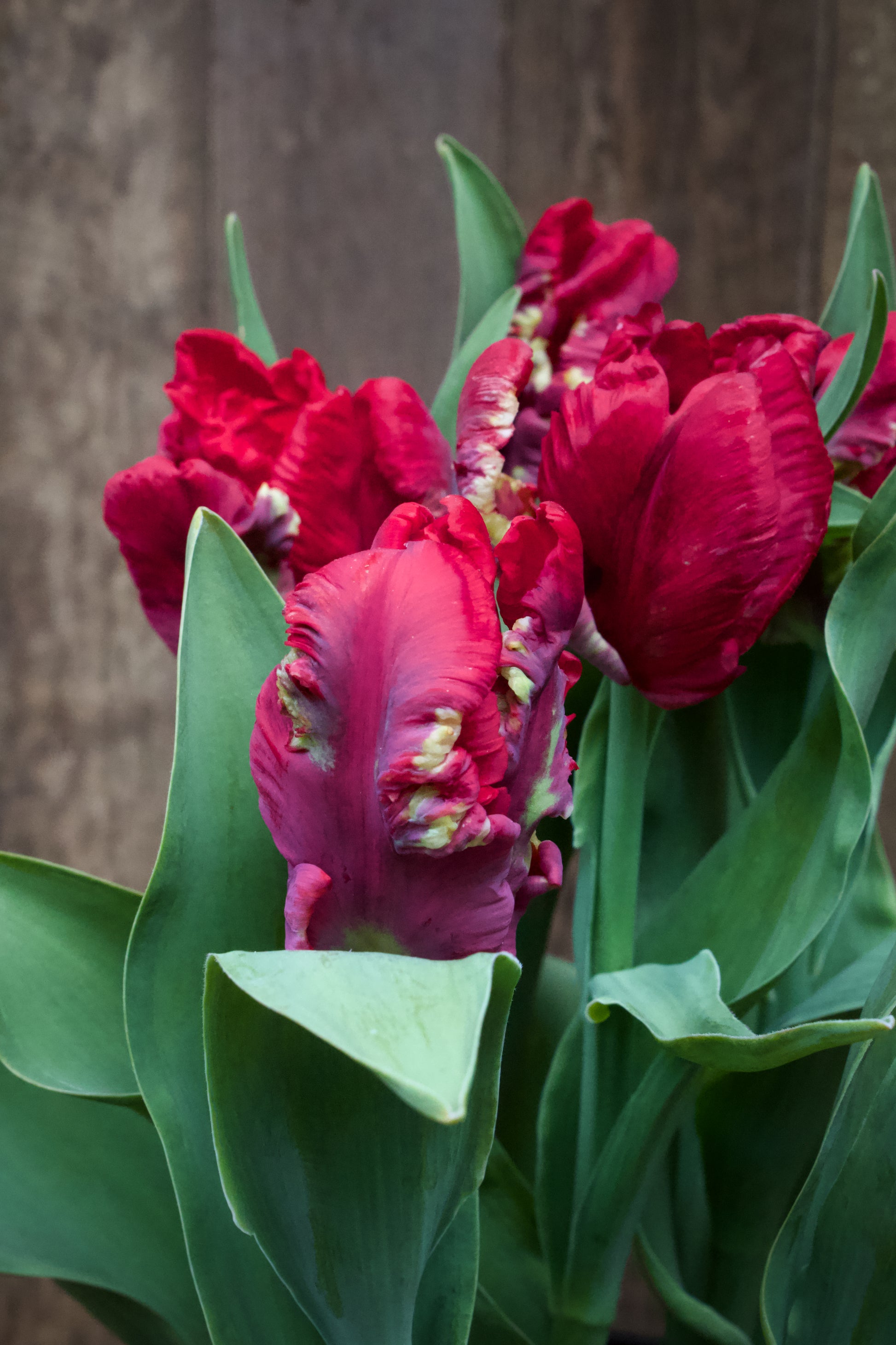 Tulipa 'Seadov Parrot' 11/12