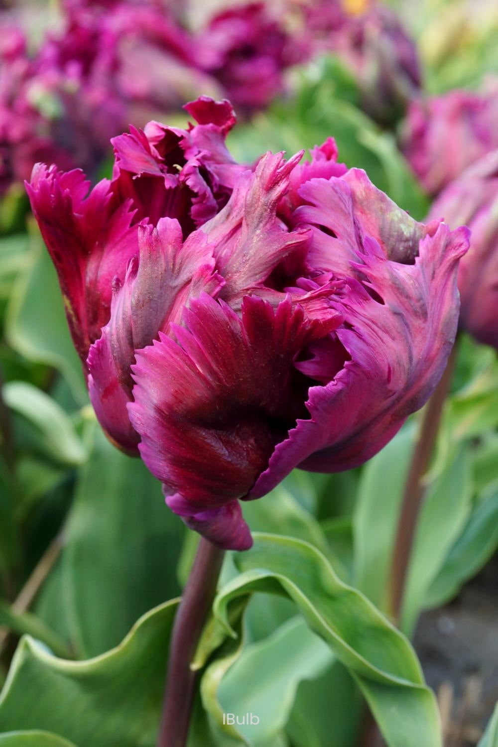 Tulipa 'Negrita Parrot'12/+