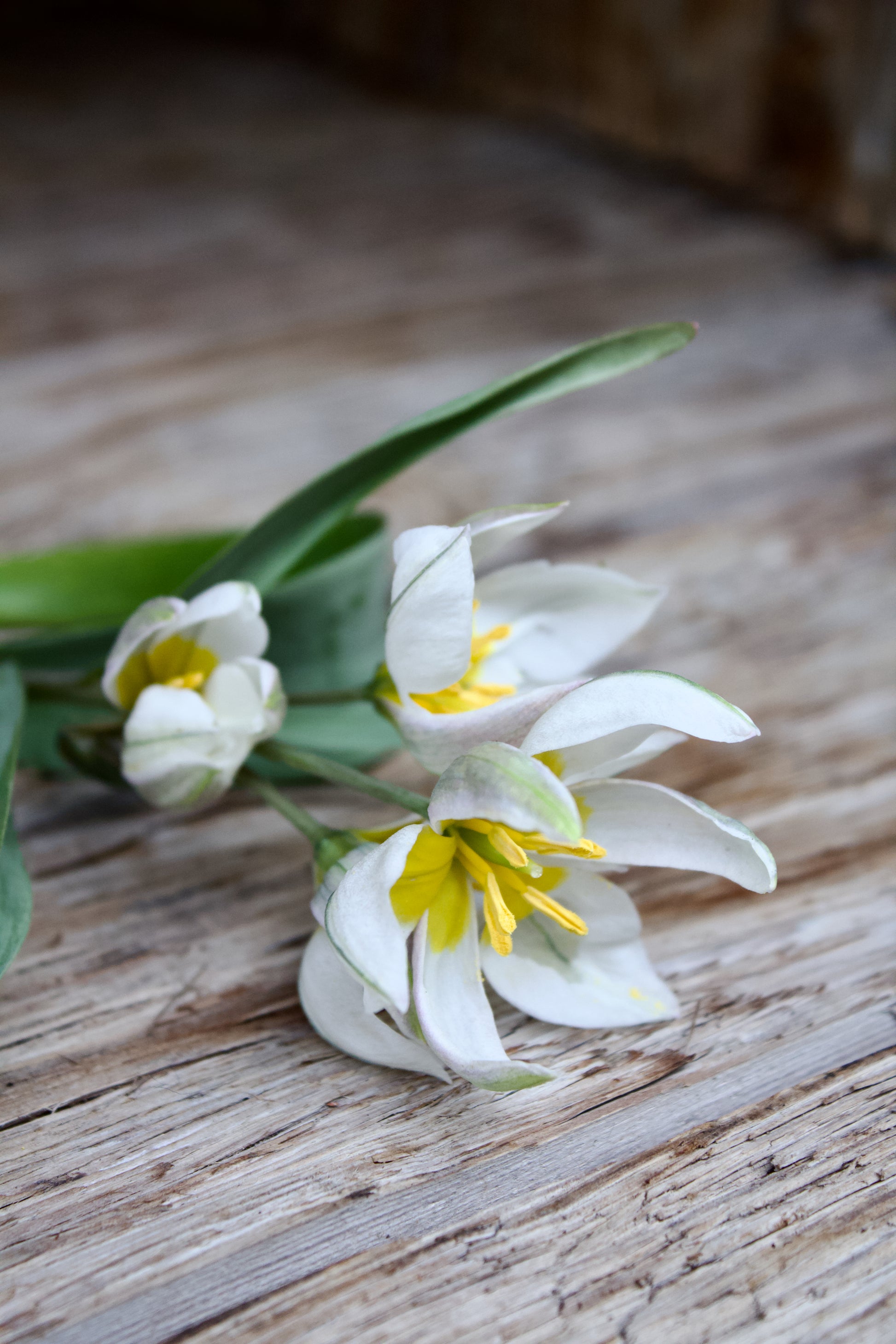 Tulipa 'Polychroma' 6/+