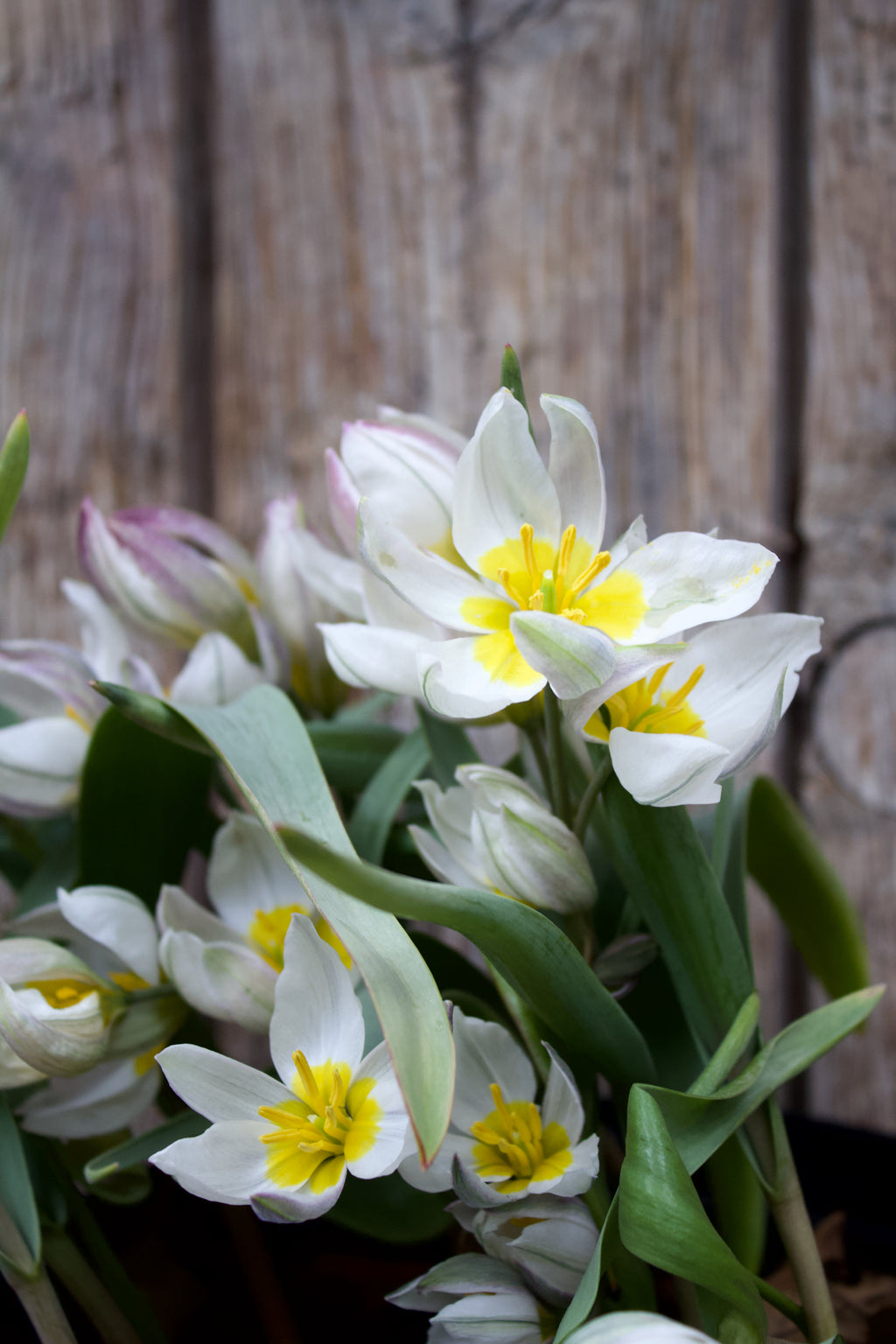 Tulipa 'Polychroma' 6/+