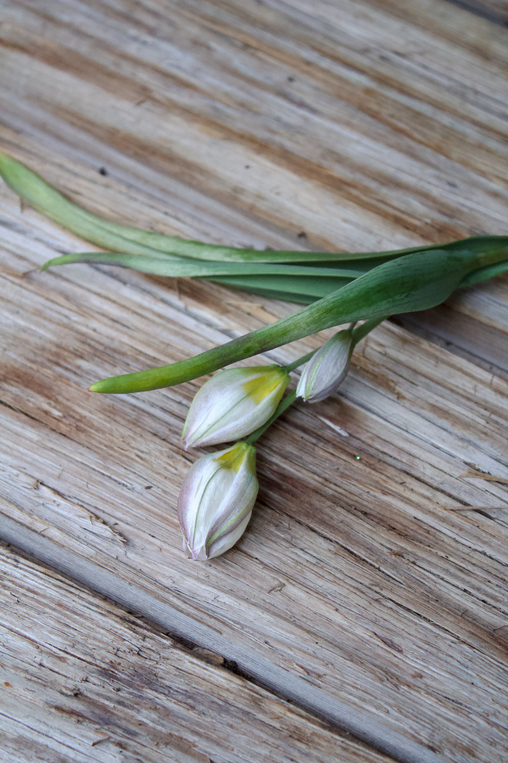 Tulipa 'Polychroma' 6/+
