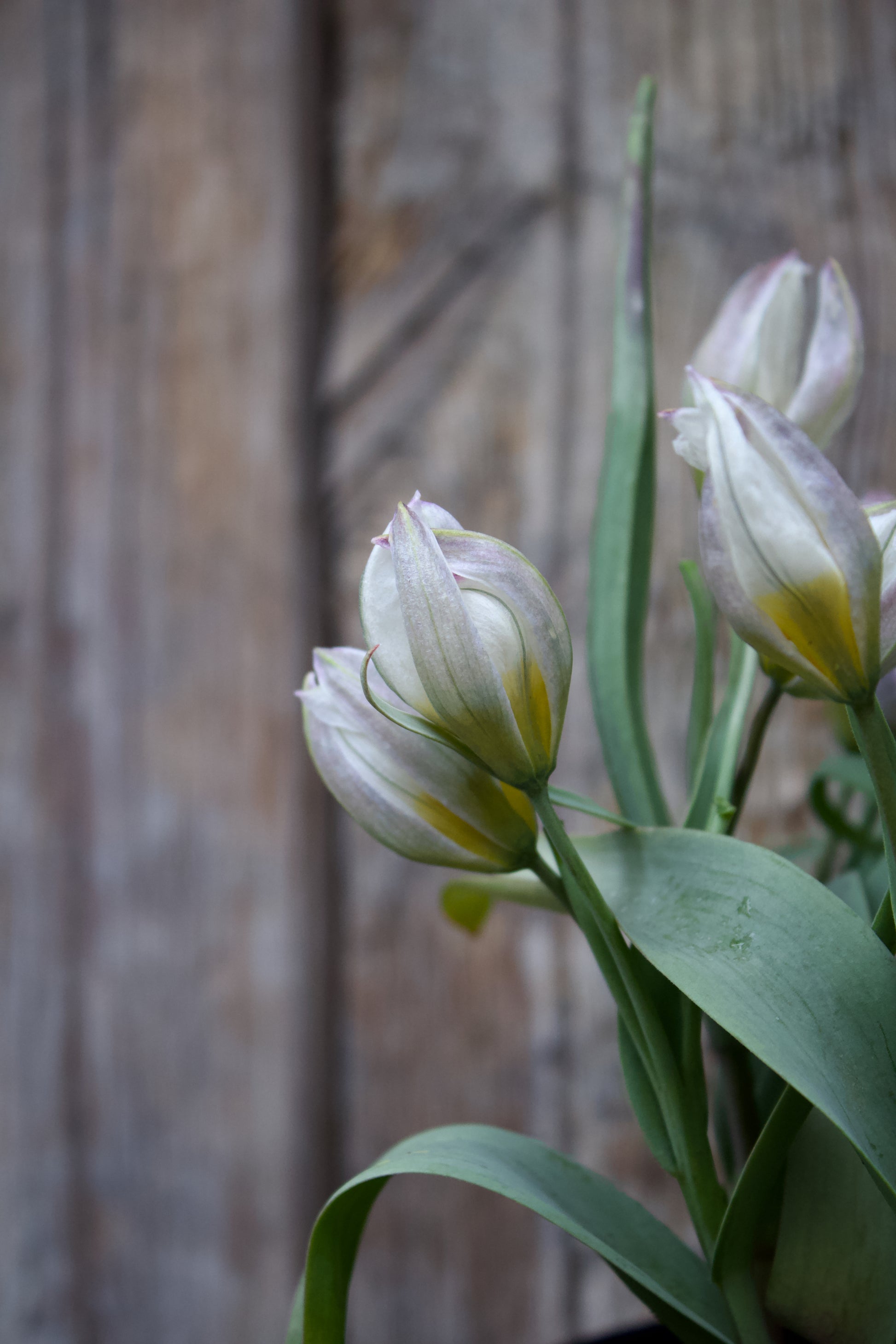 Tulipa 'Polychroma' 6/+