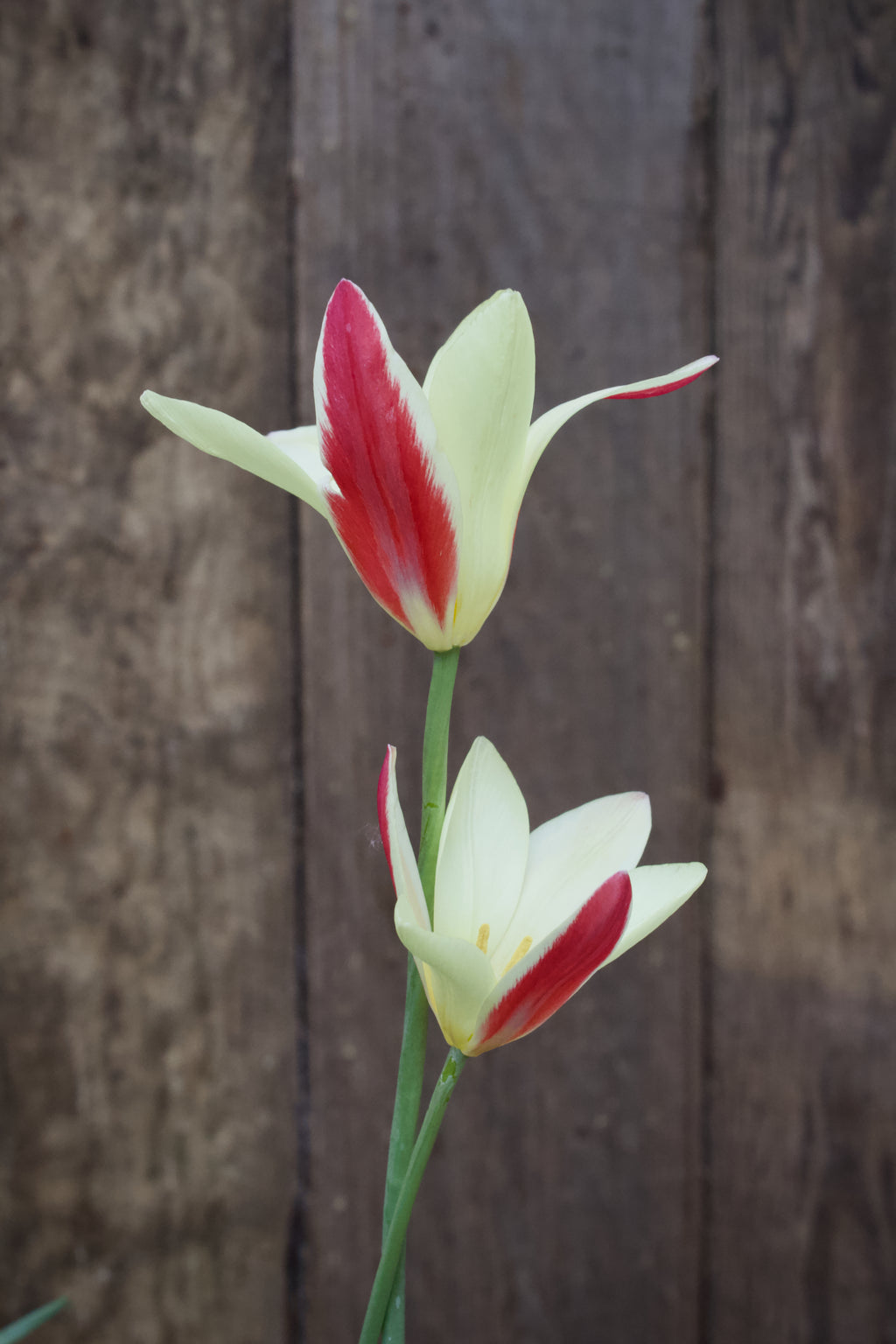 Tulipa 'Lady Jane' 6/+