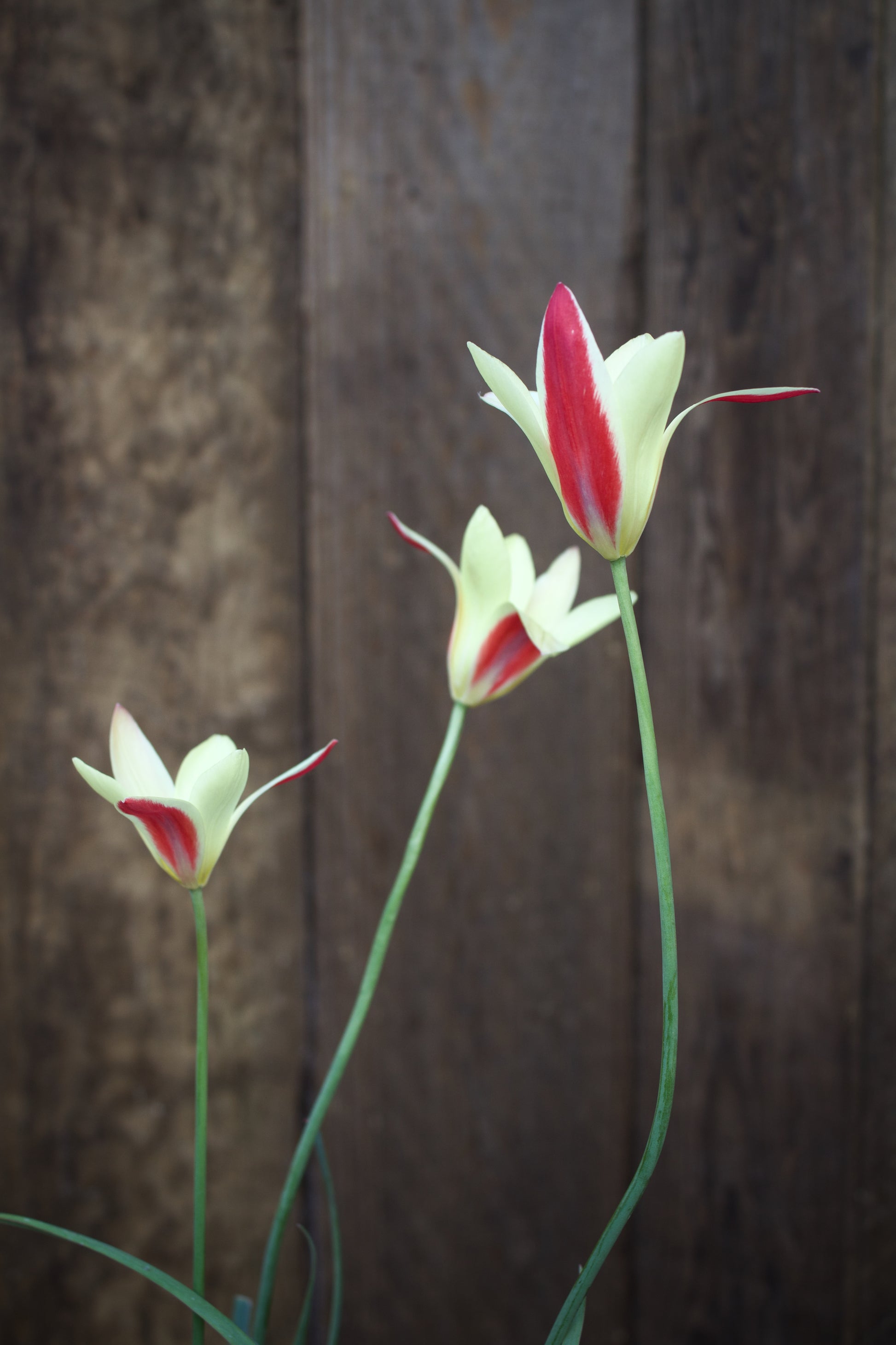 Tulipa 'Lady Jane' 6/+