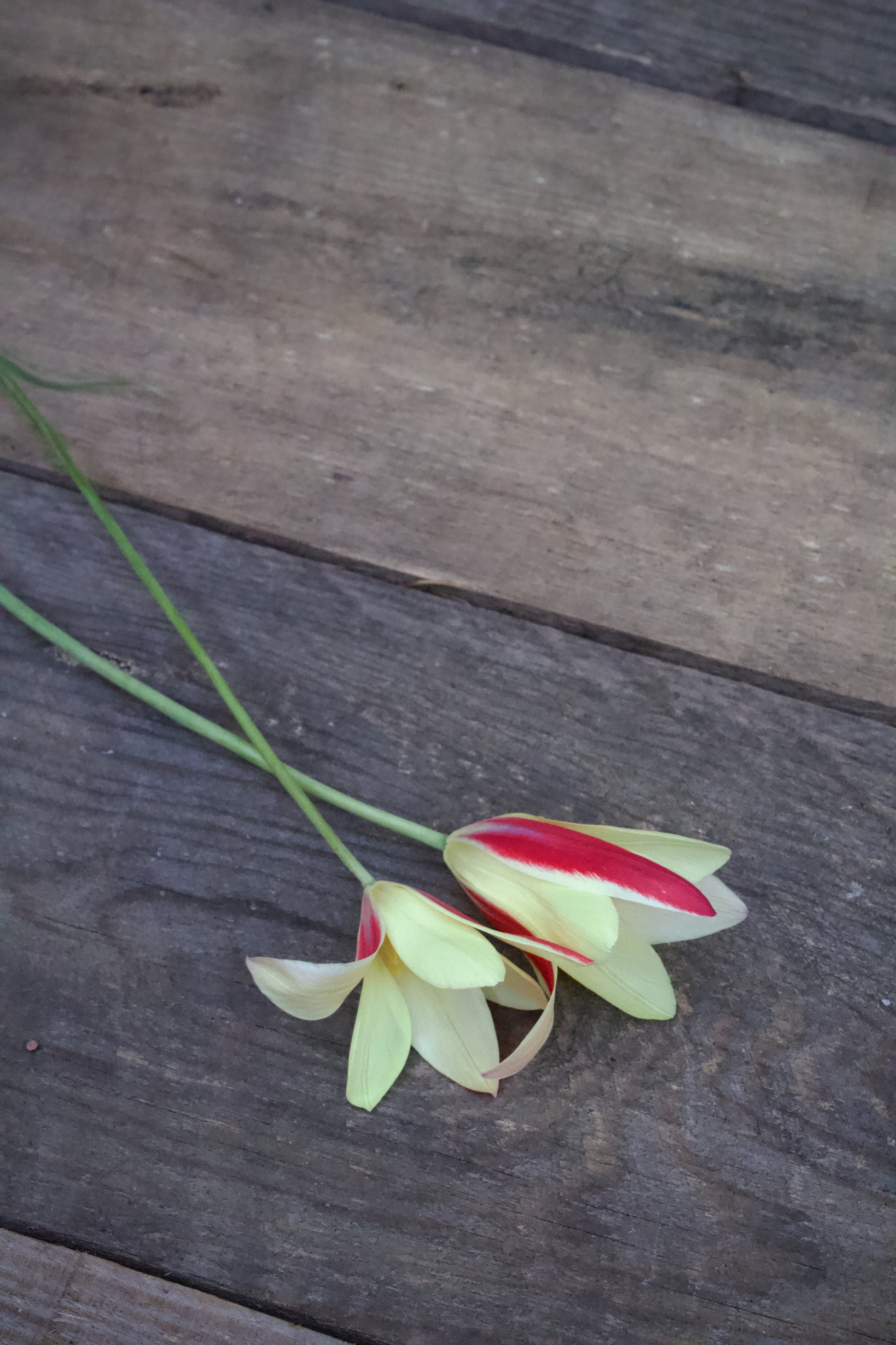 Tulipa 'Lady Jane' 6/+