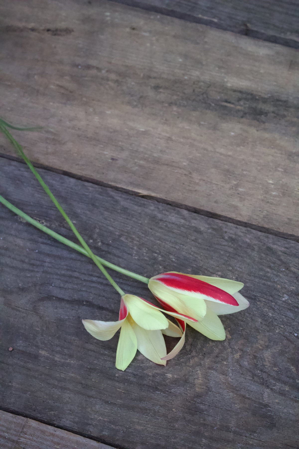 Tulipa 'Lady Jane' 6/+