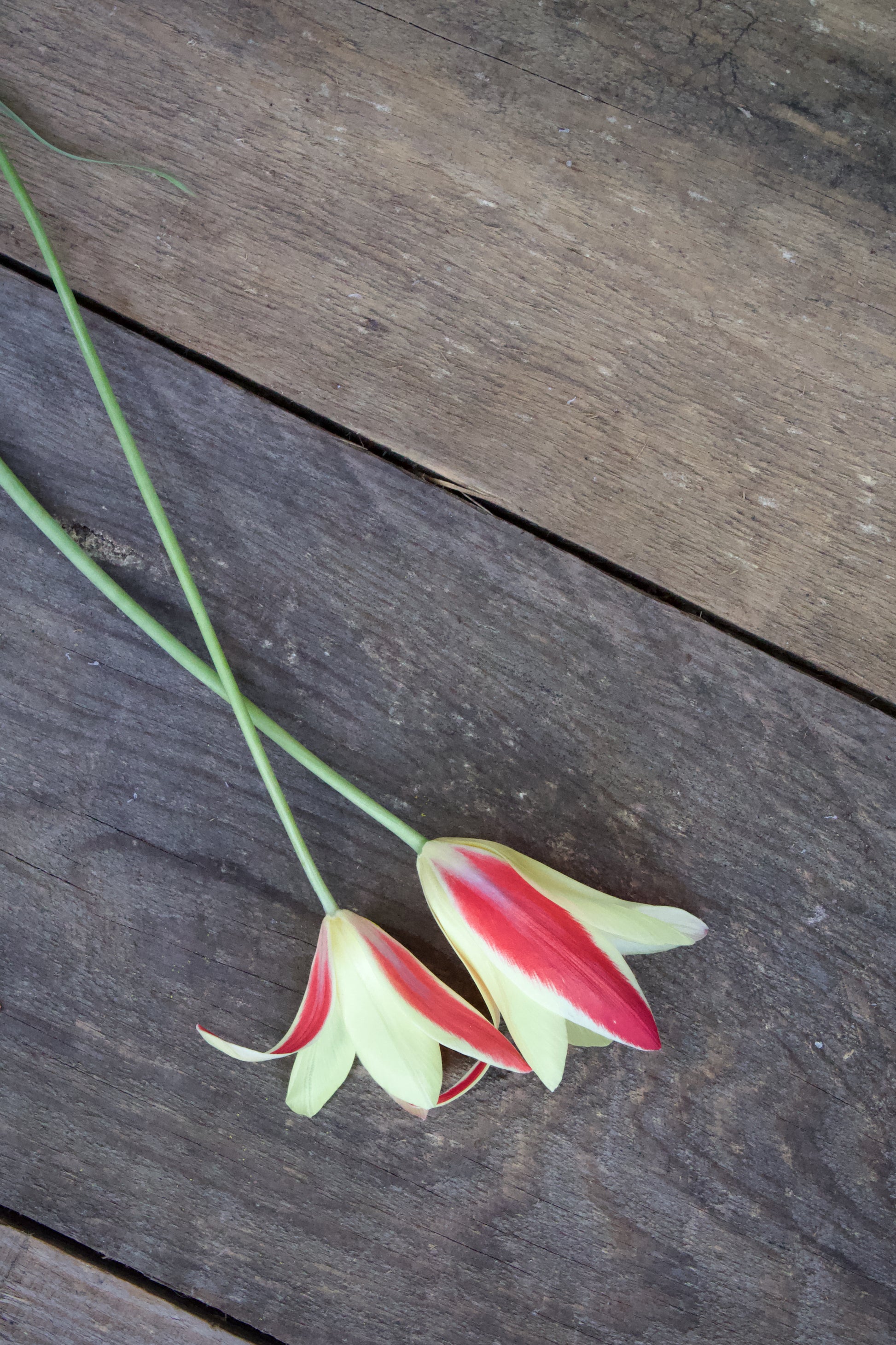 Tulipa 'Lady Jane' 6/+