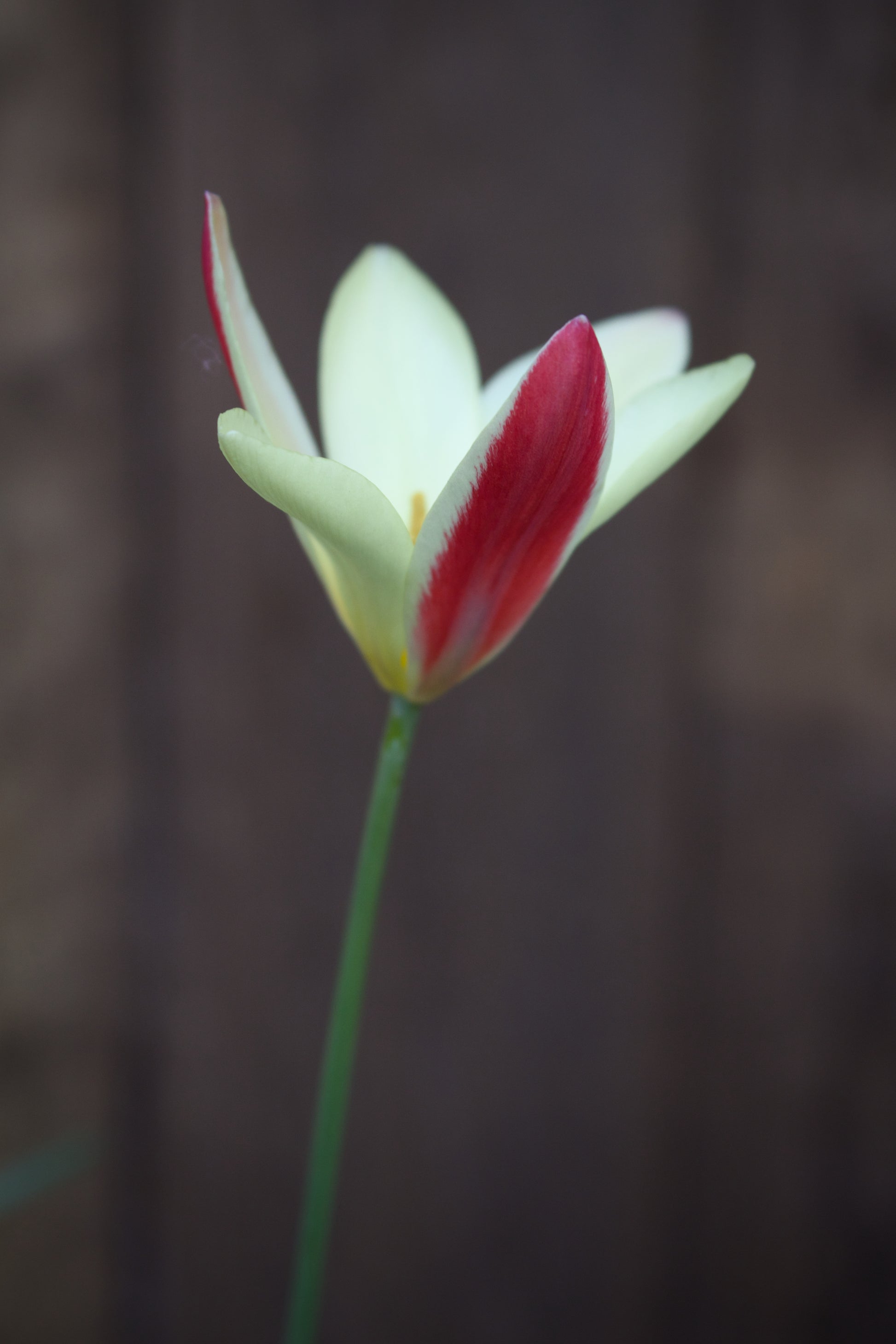 Tulipa 'Lady Jane' 6/+