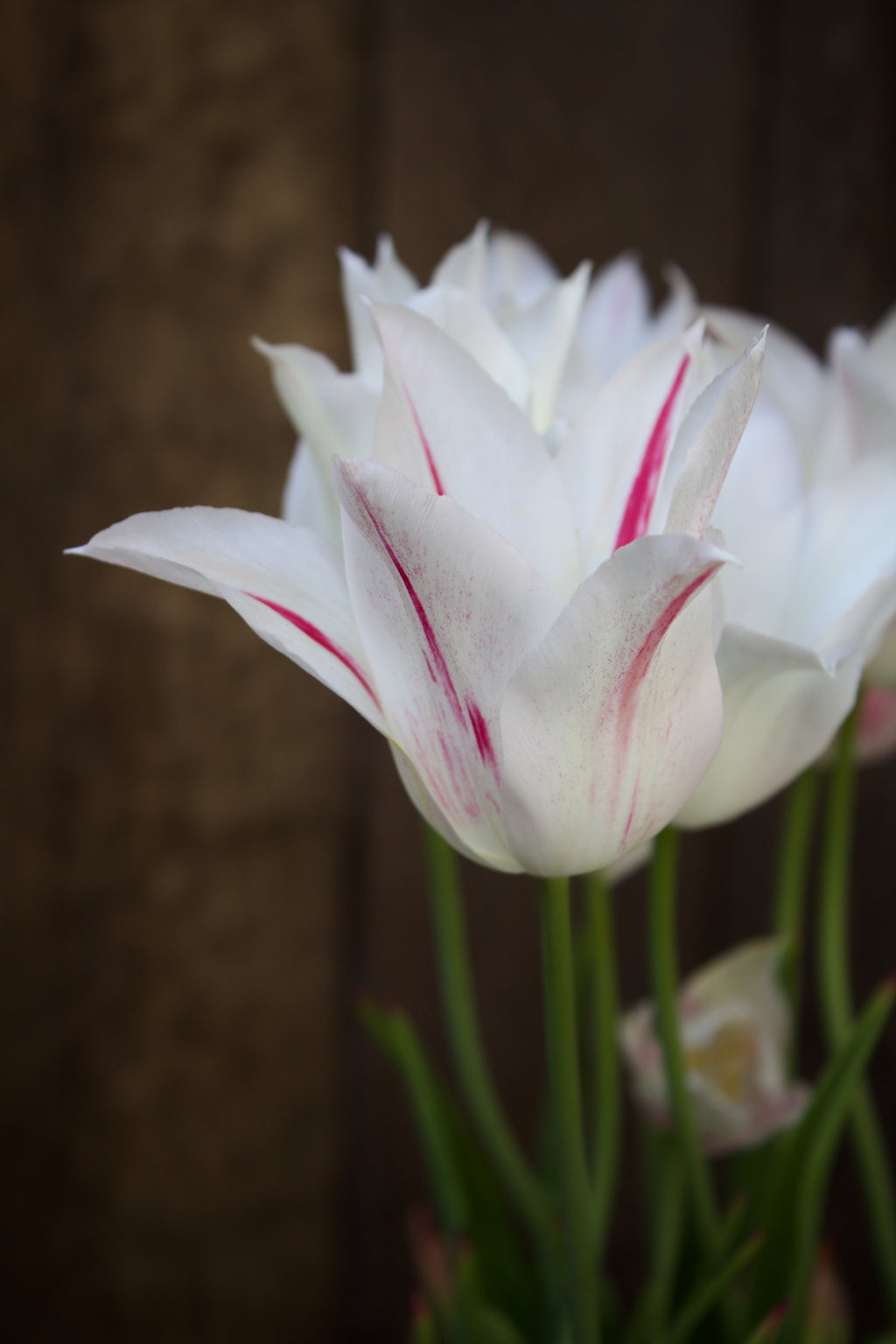 Tulipa 'Marilyn' 11/12
