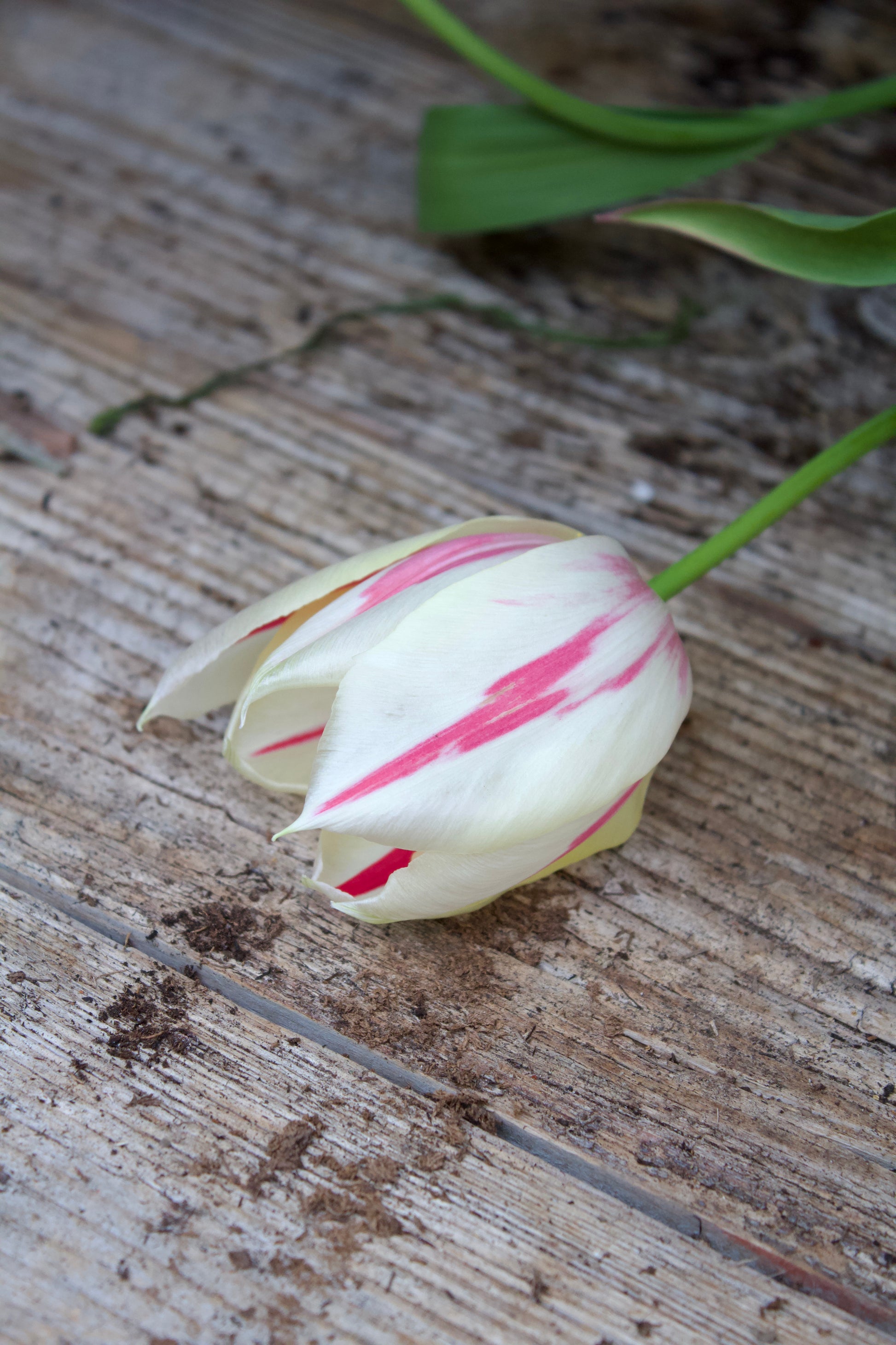 Tulipa 'Marilyn' 11/12