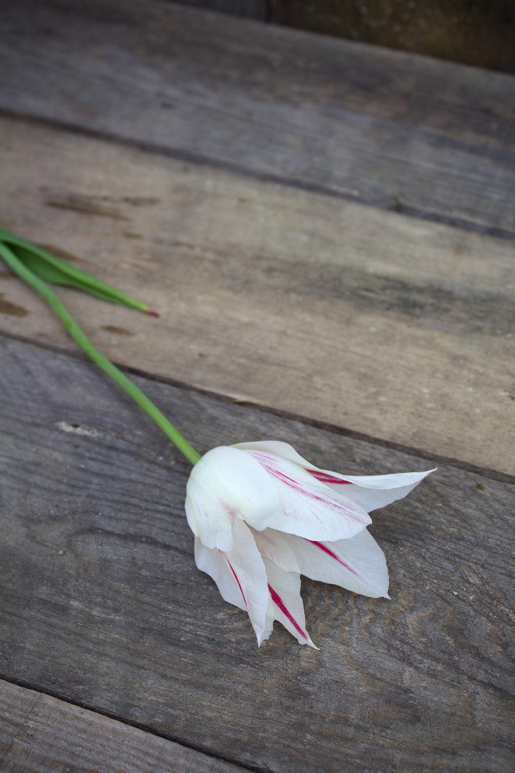 Tulipa 'Marilyn' 11/12