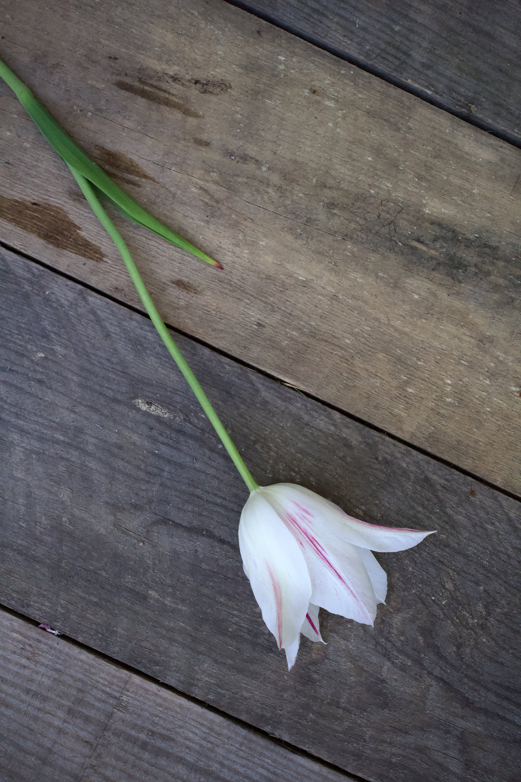 Tulipa 'Marilyn' 11/12
