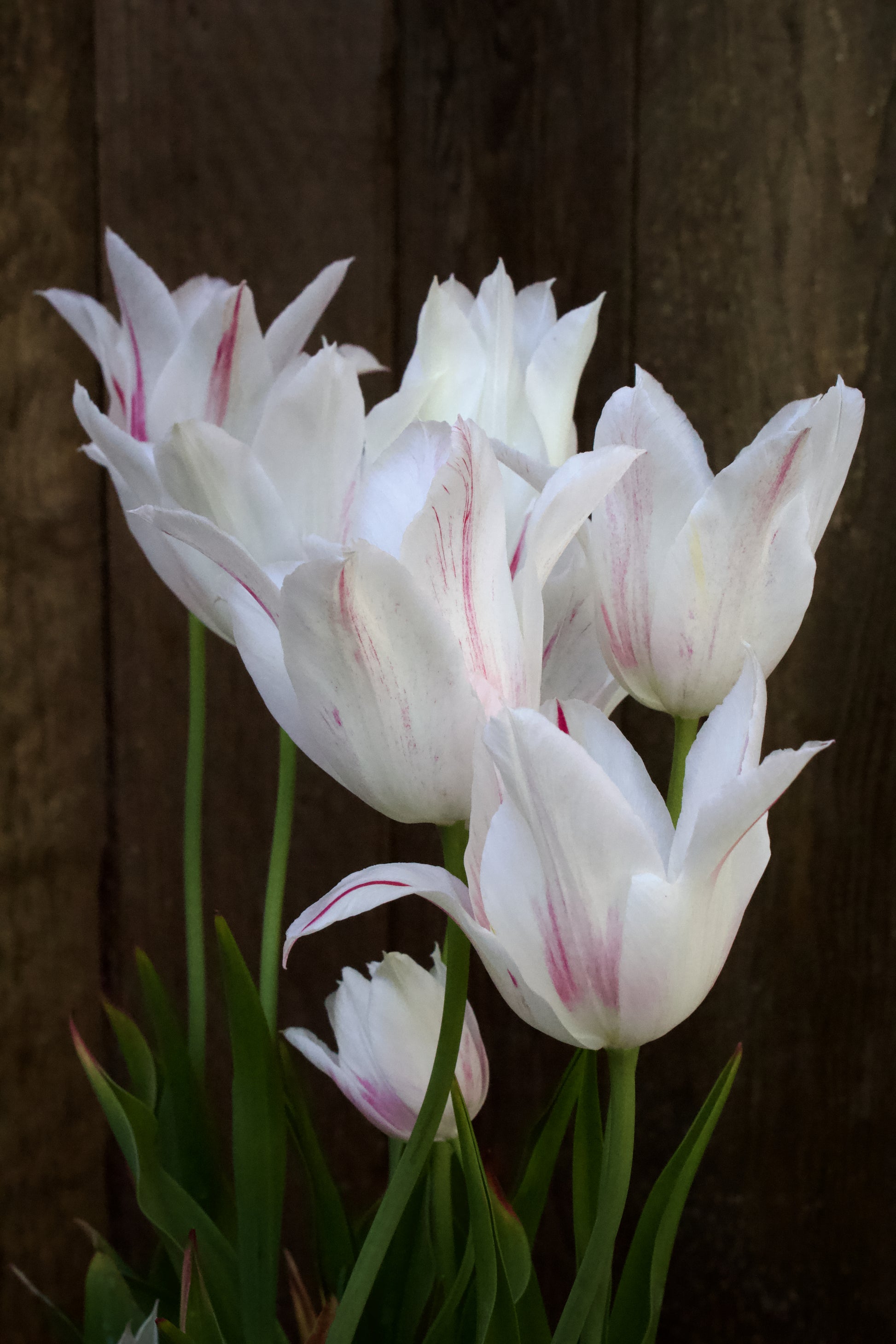 Tulipa 'Marilyn' 11/12