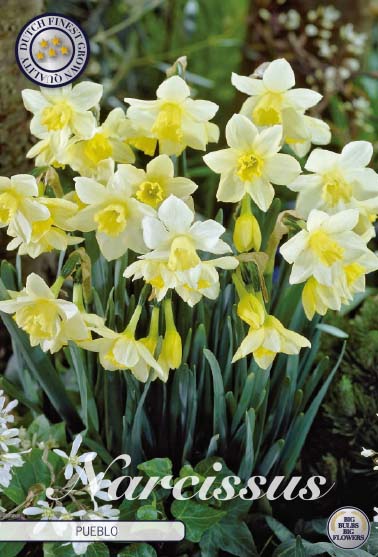 Narcissus 'Pueblo' 12/14