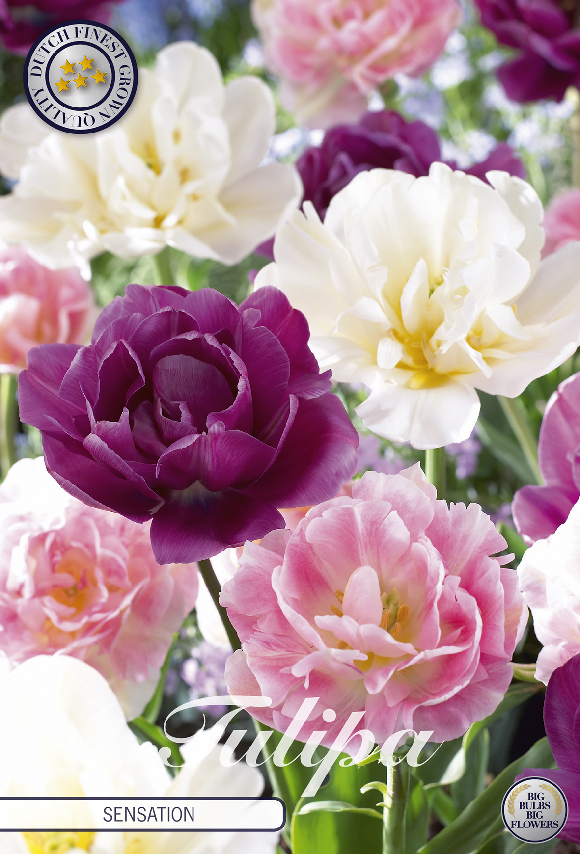 Mix, Tulipa 'Sensation' 12/+