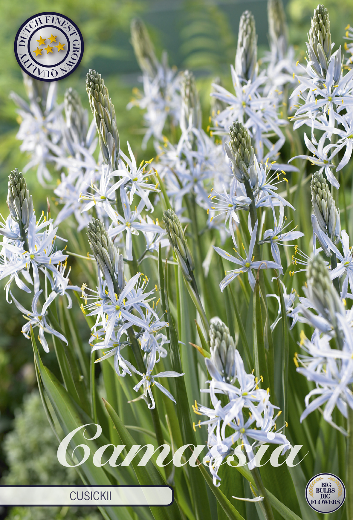 Camassia cusickii 14/16
