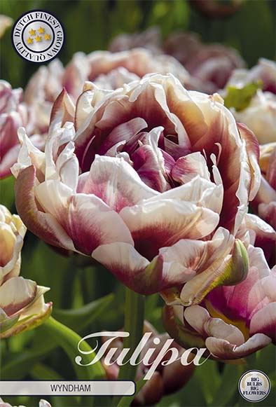 Tulipa 'Wyndham' 12/+