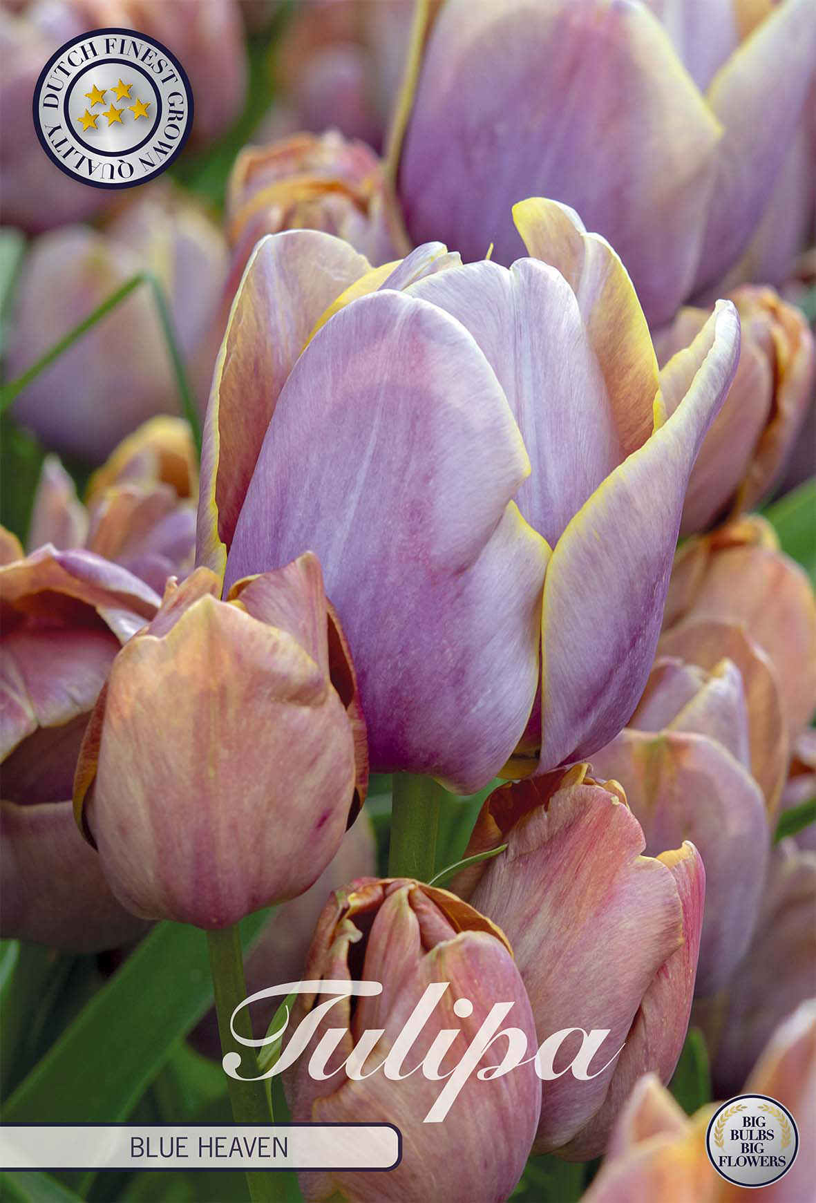 Tulipa 'Blue Heaven' 12/+
