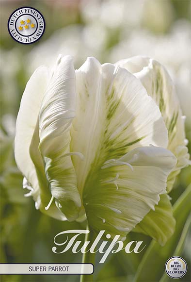 Tulipa 'Super Parrot' 12/+