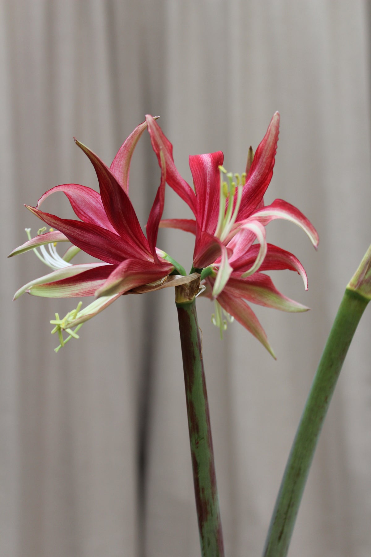 Amaryllis 'Chico' løse løg 30/+
