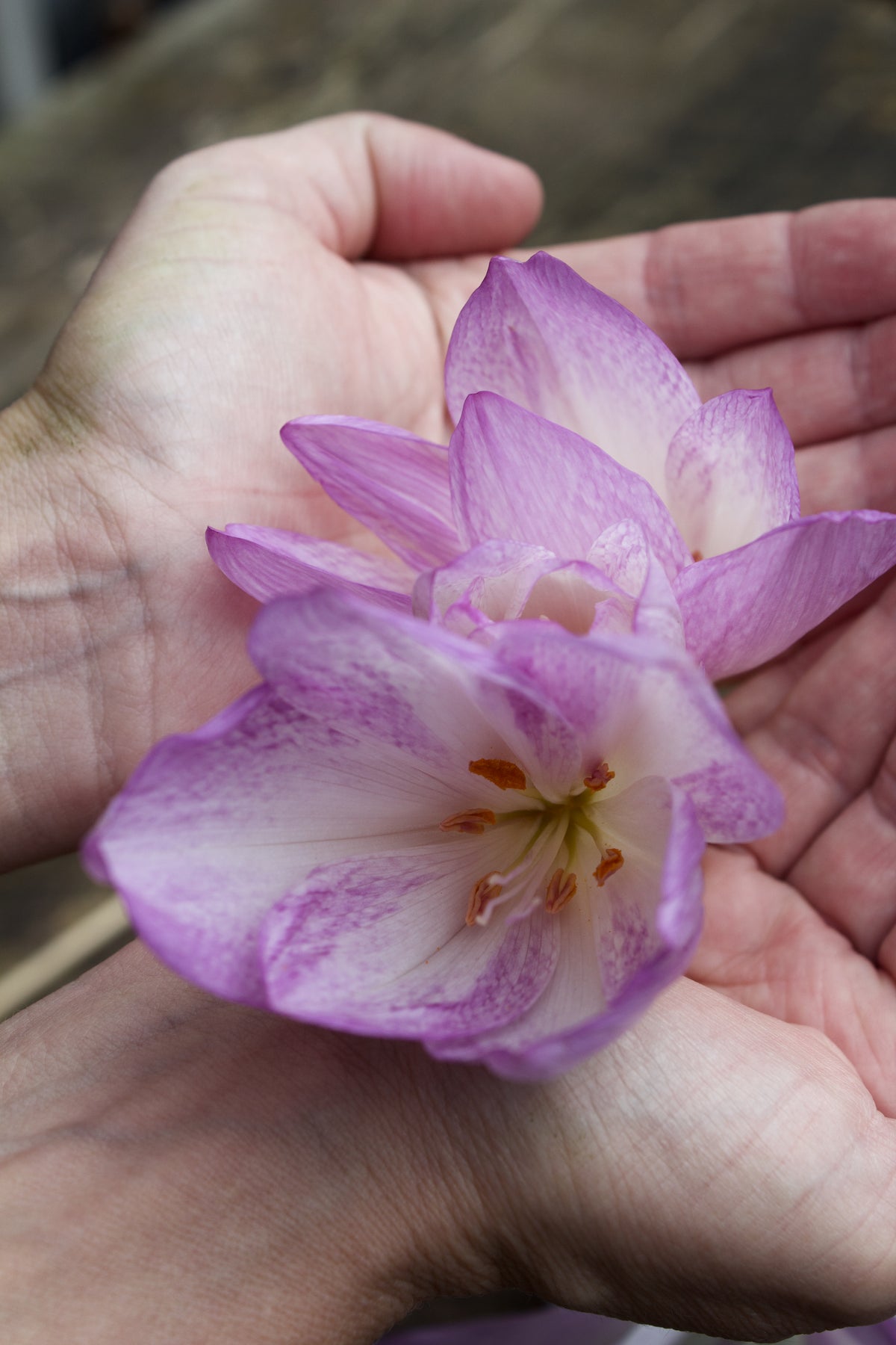 Colchicum 'Lilac Wonder' løse løg 22/+