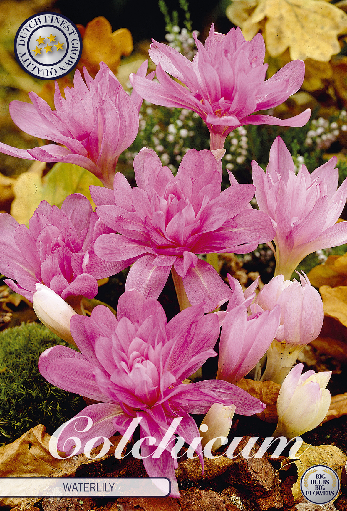 Colchicum 'Waterlily' løse løg 16/18