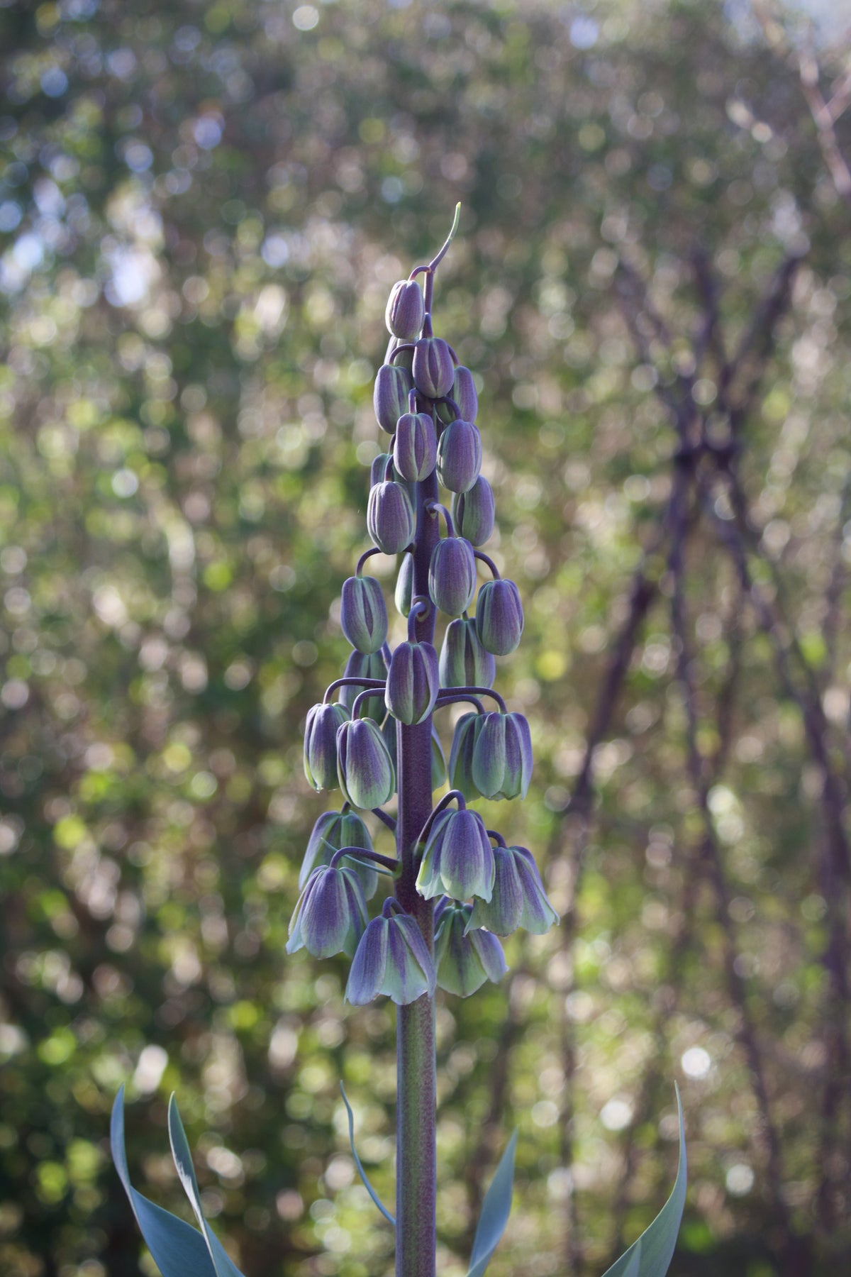 Fritillaria 'Green Dreams' løse løg 24/+