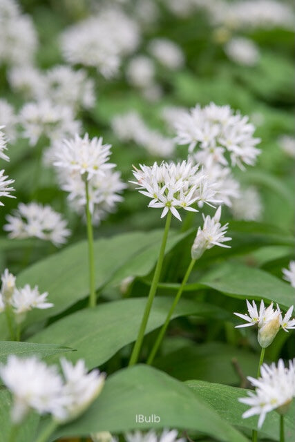 Allium ursinum