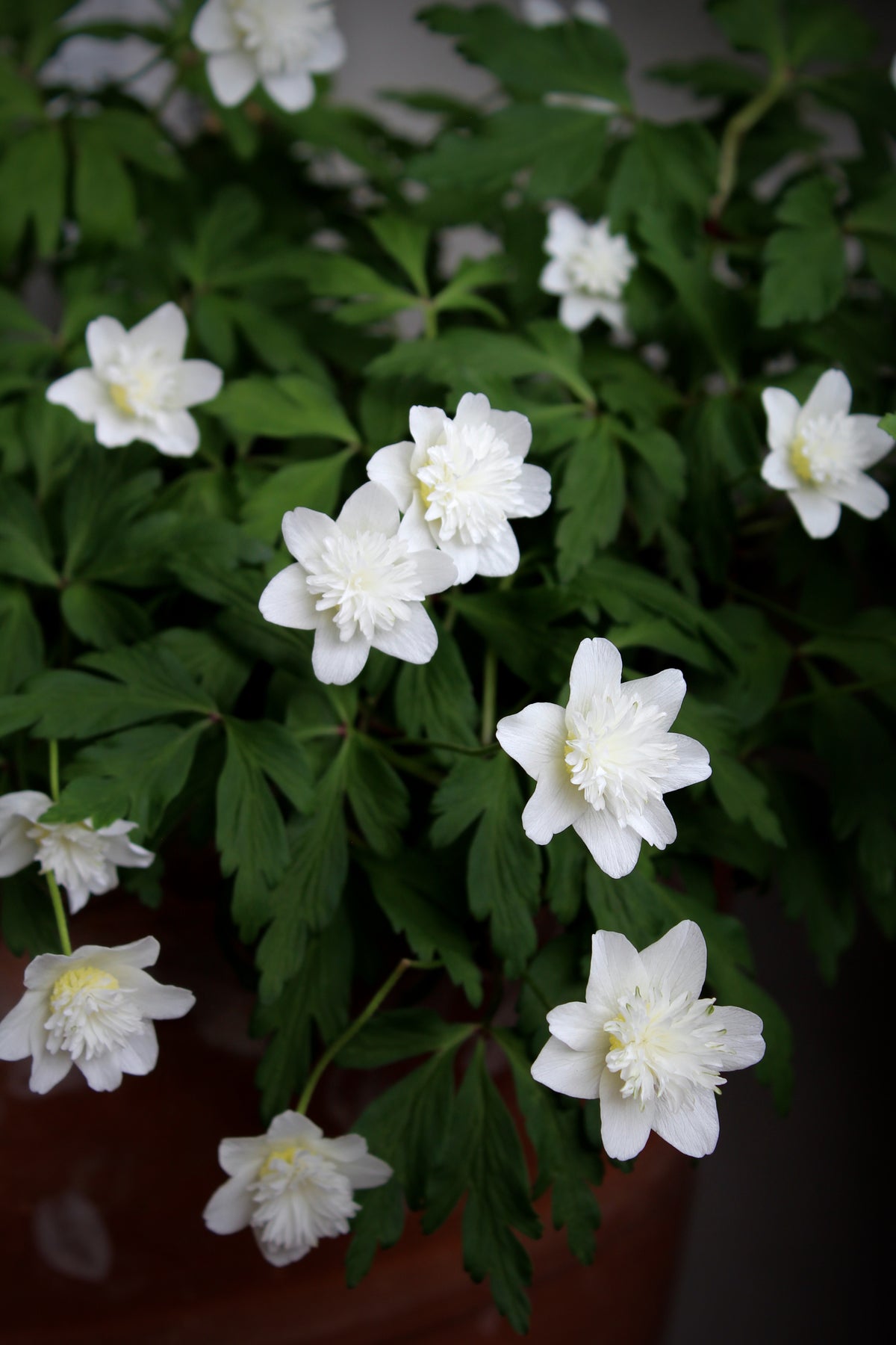 Anemone' Vestal'