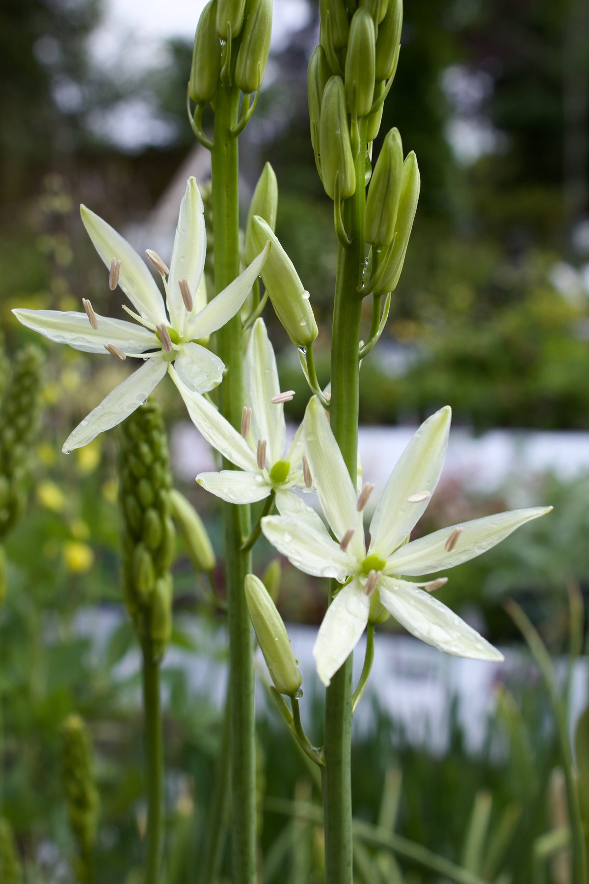 Camassia Leichtlinii semiplena