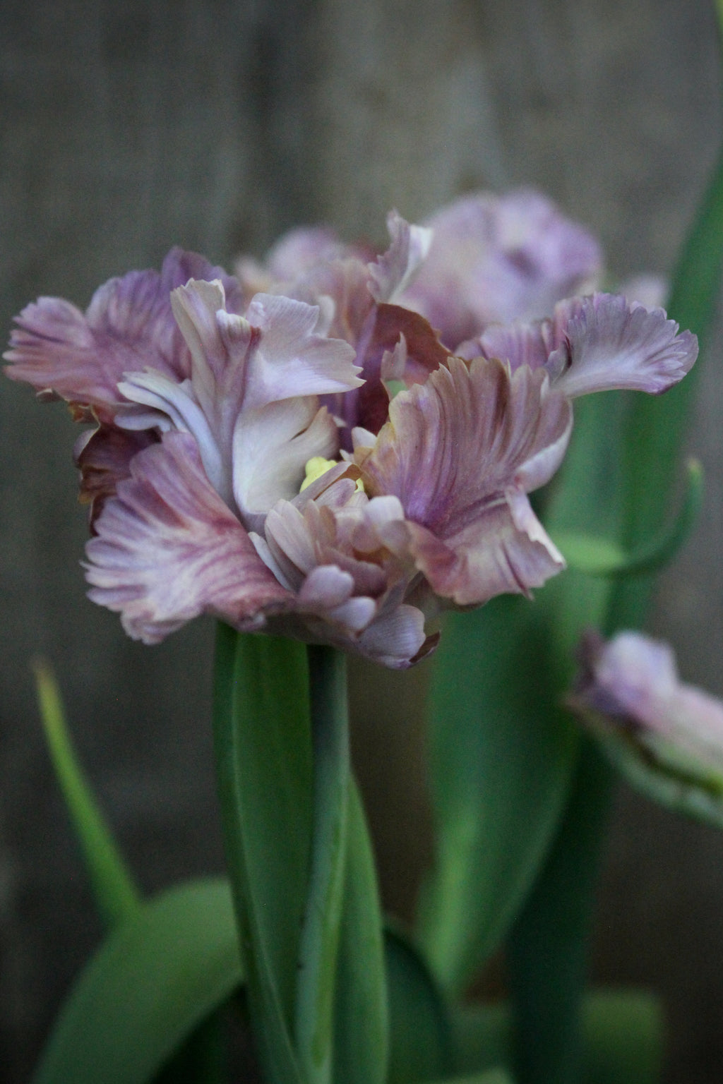 Tulipa 'Vovos'