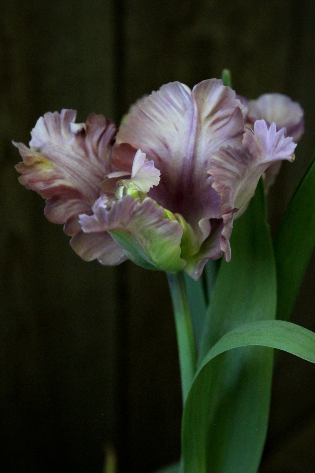 Tulipa 'Vovos'