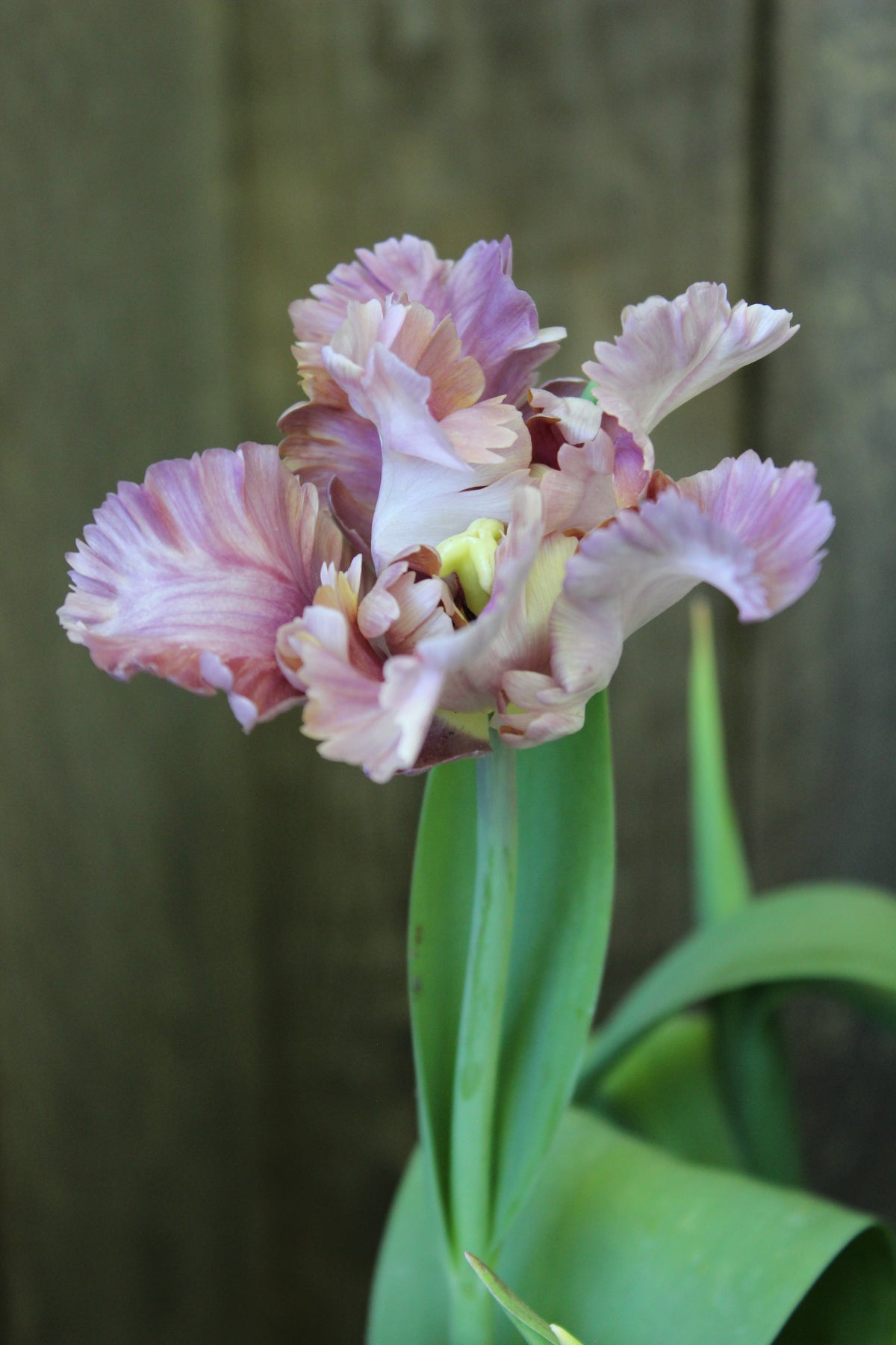 Tulipa 'Vovos'