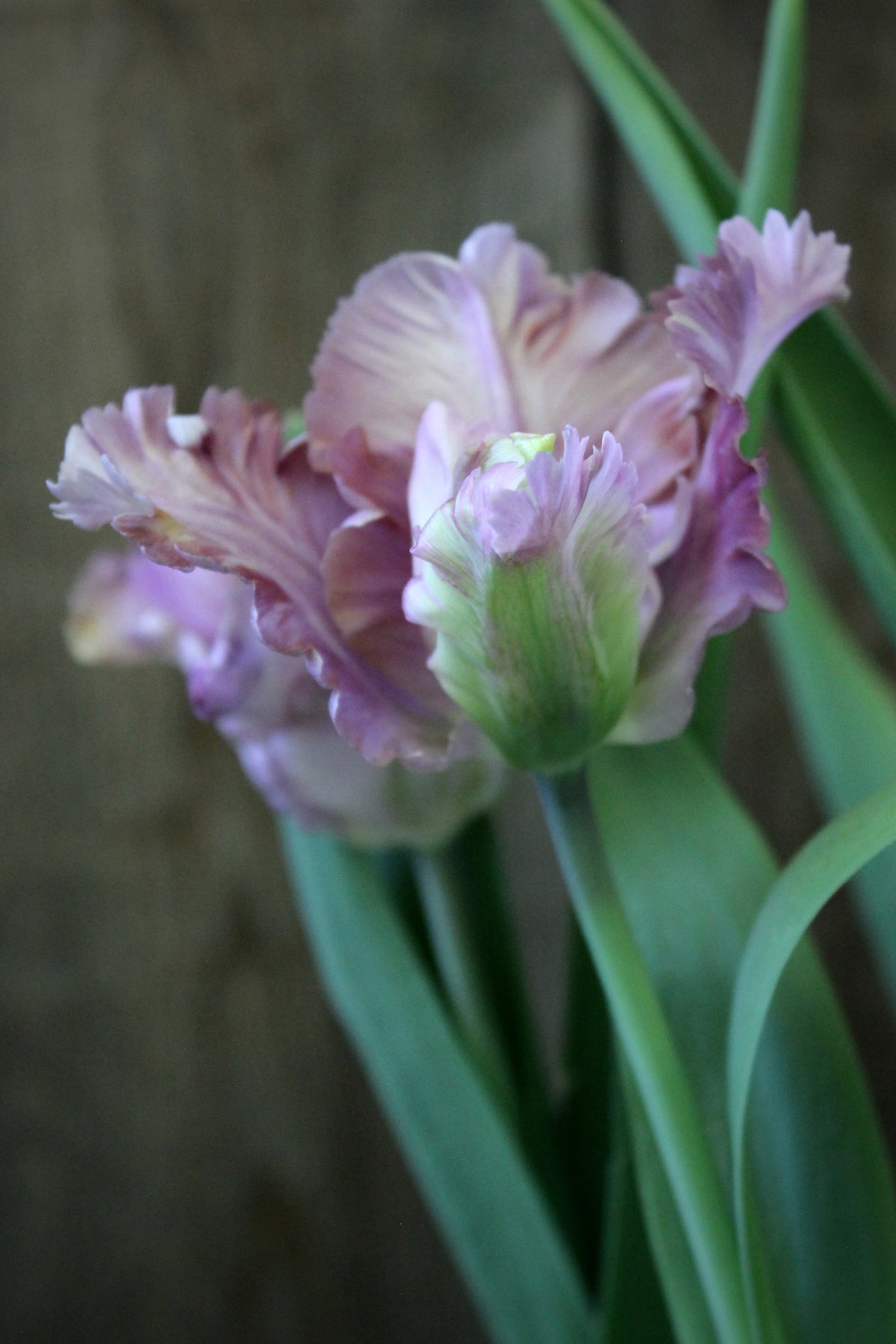 Tulipa 'Vovos'