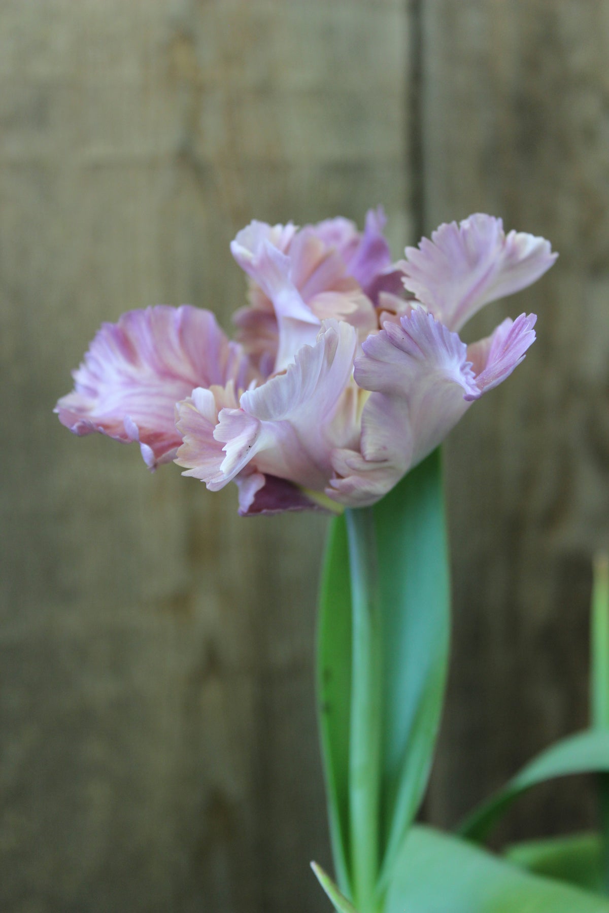 Tulipa 'Vovos'