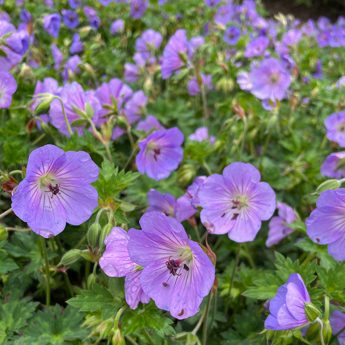 Geranium hybrid Azure Rush 11C