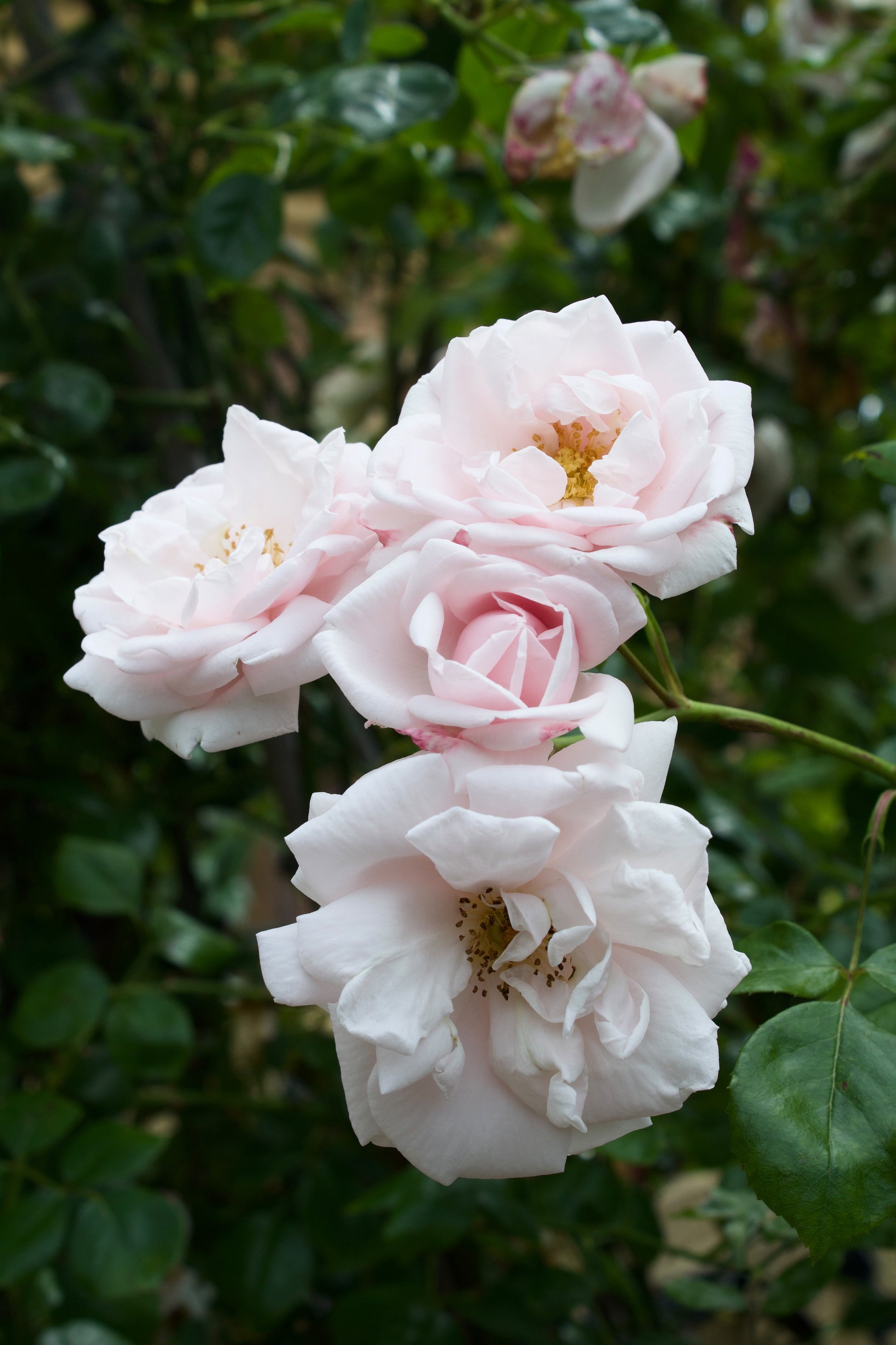 Rosa 'New Dawn'