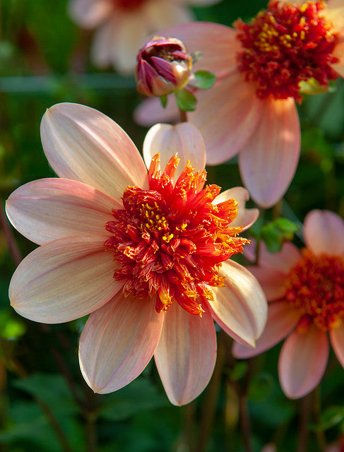 Dahlia 'Totally Tangerine'